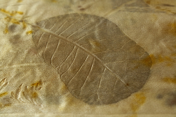cotinus leaf